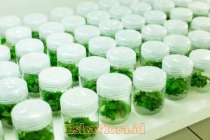 Produk Kultur Jaringan untuk Tanaman Hias Berkualitas