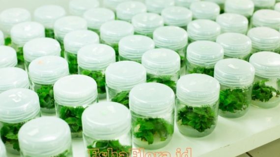 Produk Kultur Jaringan untuk Tanaman Hias Berkualitas