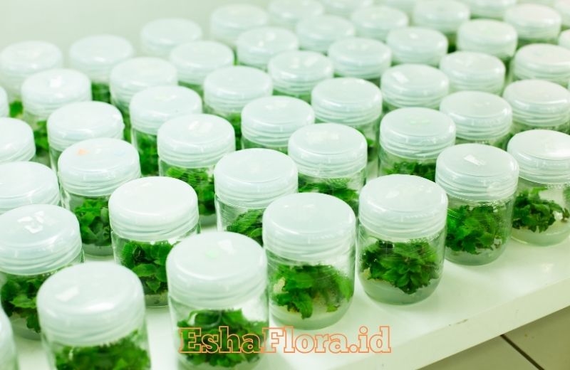 Produk Kultur Jaringan untuk Tanaman Hias Berkualitas