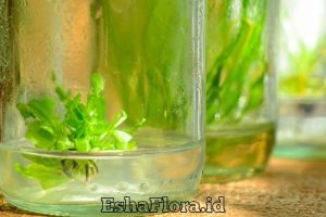 Proses Kultur Jaringan Anggrek untuk Perbanyakan Tanaman Hias Berkualitas