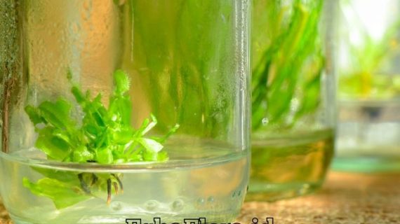 Proses Kultur Jaringan Anggrek untuk Perbanyakan Tanaman Hias Berkualitas