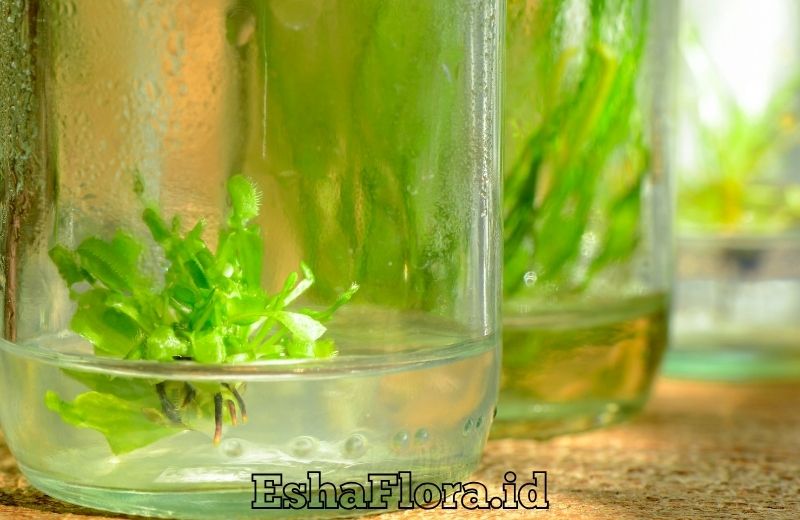 Proses Kultur Jaringan Anggrek untuk Perbanyakan Tanaman Hias Berkualitas