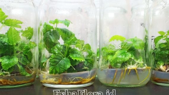 Proses Kultur Jaringan Tanaman Hias yang Efektif
