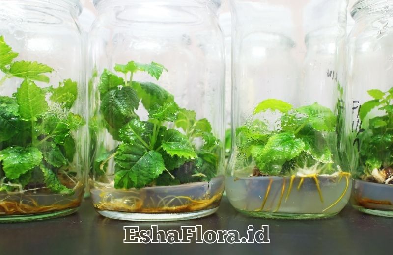 Proses Kultur Jaringan Tanaman Hias yang Efektif