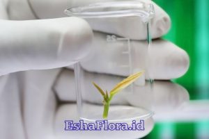 Tanaman Kultur Jaringan Solusi Perbanyakan Tanaman Berkualitas