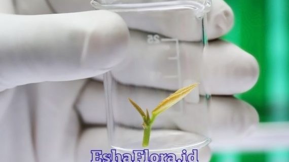 Tanaman Kultur Jaringan Solusi Perbanyakan Tanaman Berkualitas