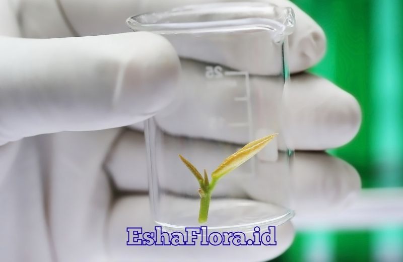 Tanaman Kultur Jaringan Solusi Perbanyakan Tanaman Berkualitas