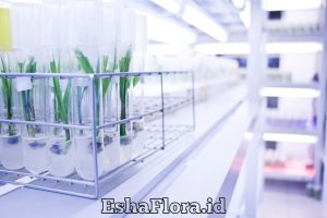 Teknik Kultur Jaringan Anggrek untuk Perbanyakan Tanaman Hias