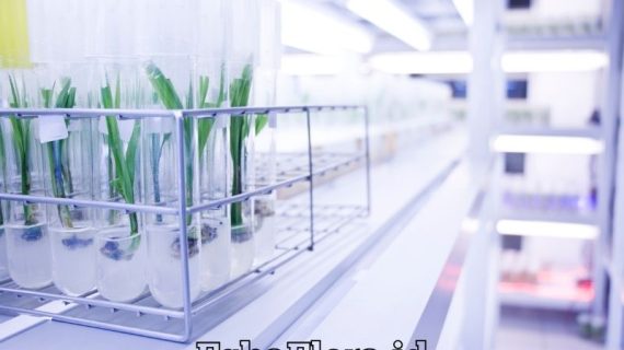 Teknik Kultur Jaringan Anggrek untuk Perbanyakan Tanaman Hias