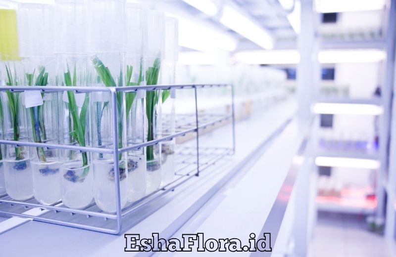 Teknik Kultur Jaringan Anggrek untuk Perbanyakan Tanaman Hias