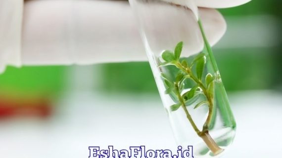 Teknik Kultur Jaringan untuk Perbanyakan Tanaman Hias yang Berkualitas