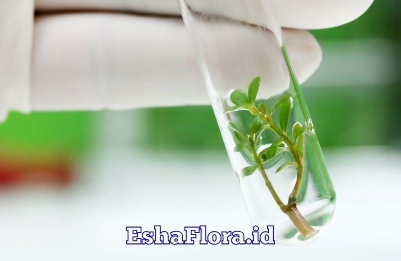 Teknik Kultur Jaringan untuk Perbanyakan Tanaman Hias yang Berkualitas