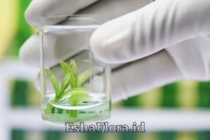 Tempat Kultur Jaringan Pentingnya Laboratorium Steril untuk Perbanyakan Tanaman