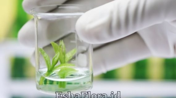 Tempat Kultur Jaringan Pentingnya Laboratorium Steril untuk Perbanyakan Tanaman