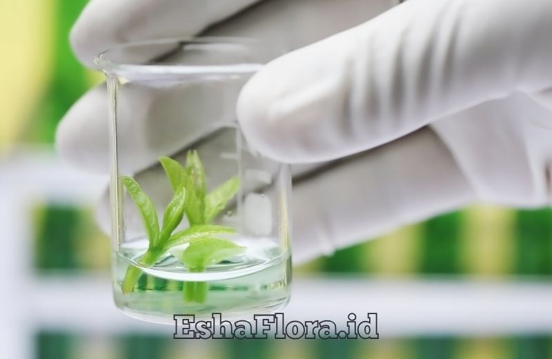 Tempat Kultur Jaringan Pentingnya Laboratorium Steril untuk Perbanyakan Tanaman